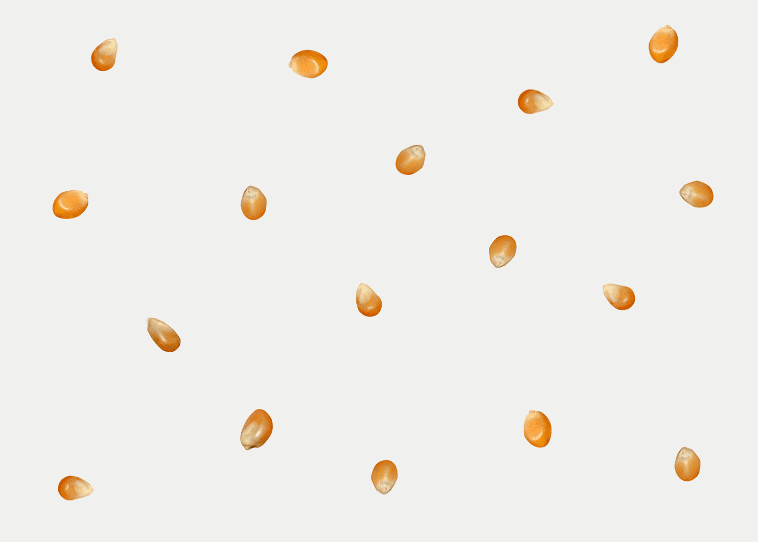 Maize