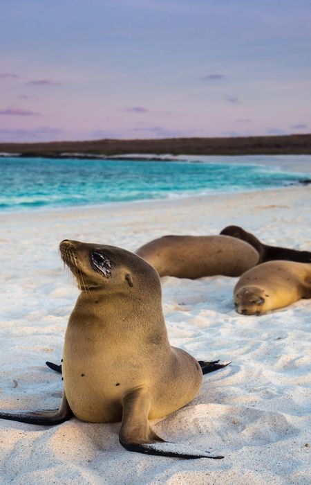 Galápagos Islands, Ecuador