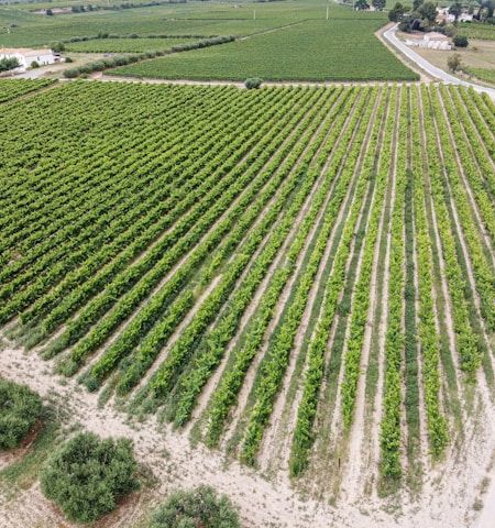 Penedès: The Heart of Cava Production