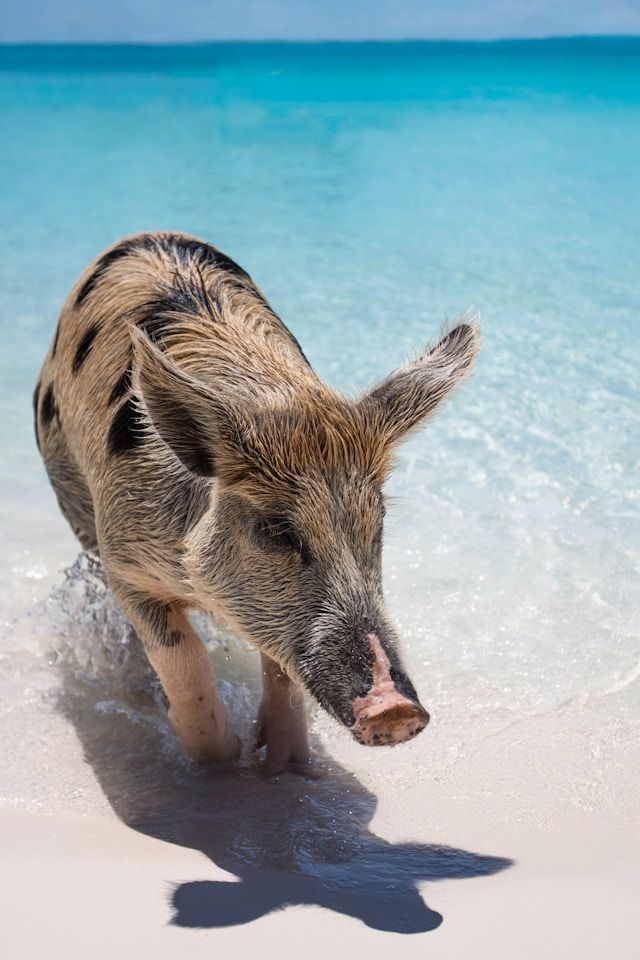 The Exumas: Swimming Pigs